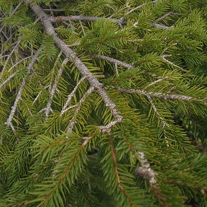 Хвойные опилки оптом в Екатеринбурге купить - оперативная доставка по всей России