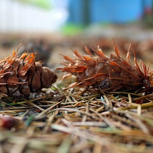 Хвойные опилки оптом в Екатеринбурге от завода-производителя Лигнум Ресурс