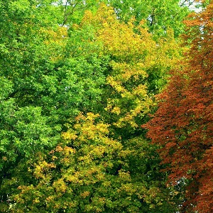 Лиственные опилки оптом в Екатеринбурге купить - оперативная доставка по всей России