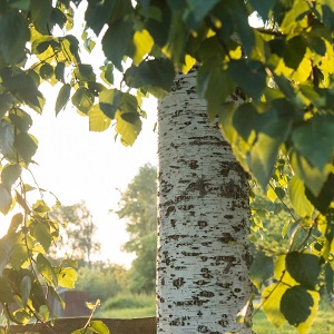 Опилки березовые оптом в Екатеринбурге купить - оперативная доставка по всей России
