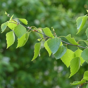 Опилки березовые оптом в Екатеринбурге от завода-производителя Лигнум Ресурс