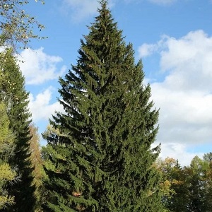 Еловые опилки оптом в Екатеринбурге купить - оперативная доставка по всей России