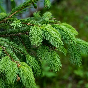 Еловые опилки оптом в Екатеринбурге от завода-производителя Лигнум Ресурс