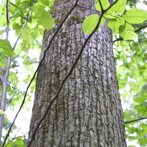 Опилки липовые оптом в Екатеринбурге купить - оперативная доставка по всей России