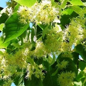 Опилки липовые оптом в Екатеринбурге от завода-производителя Лигнум Ресурс