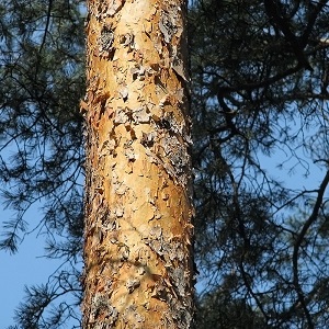 Сосновые опилки оптом в Екатеринбурге высокого качества Сосновые опилки оптом в Екатеринбурге купить - оперативная доставка по всей России