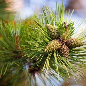 Сосновые опилки оптом в Екатеринбурге доставка по РФ Сосновые опилки оптом в Екатеринбурге от завода-производителя Лигнум Ресурс