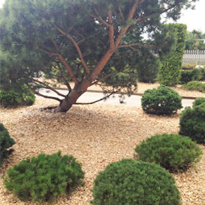 Хвойная щепа оптом в Екатеринбурге купить - оперативная доставка по всей России